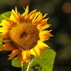 Herbst-Sonnenblume