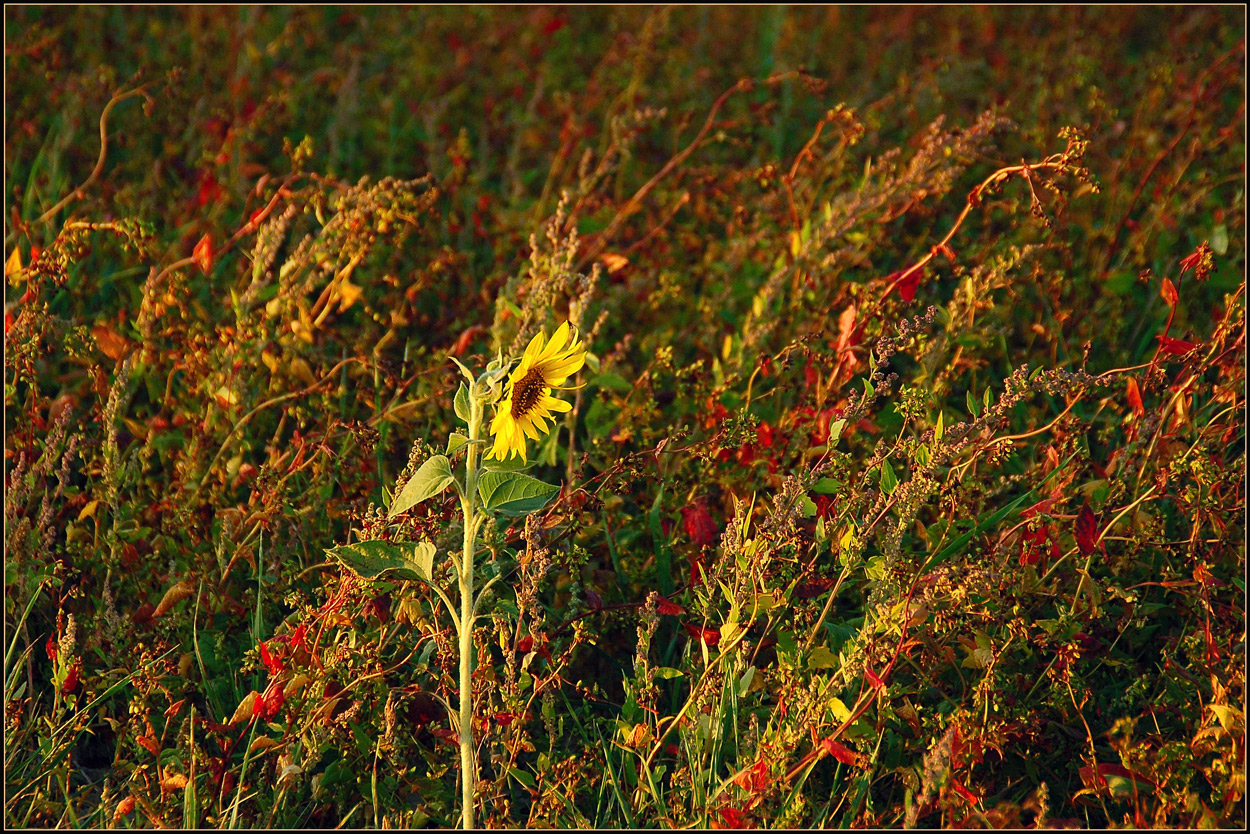 Herbst - Sonnenblume