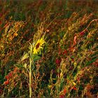 Herbst - Sonnenblume