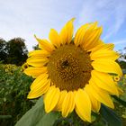 Herbst Sonnenblume