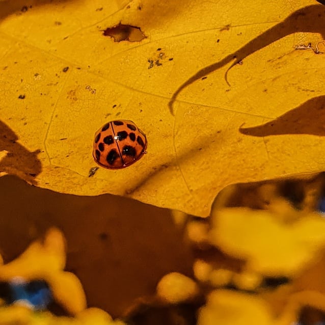 Herbst Sonnenschein genießen!