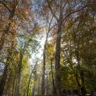 Herbst Sonnenstrahlen