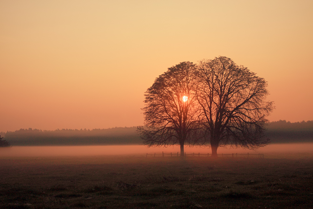 Herbst-Sonnnenaufgang-Nebel-Stimmung