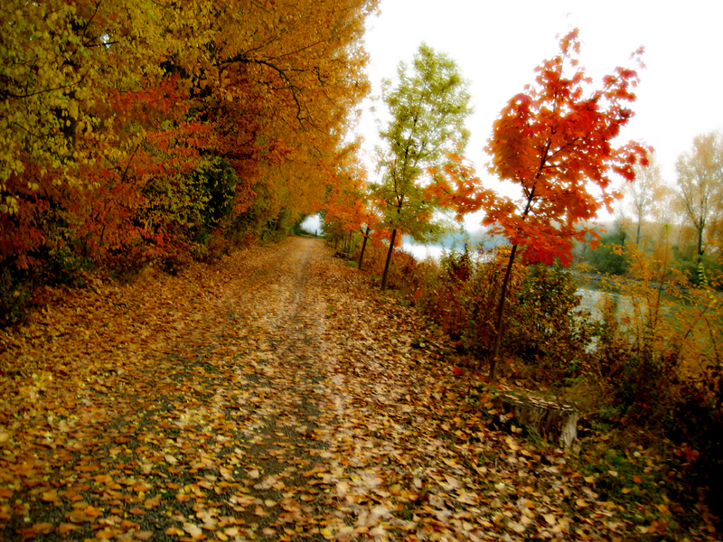 herbst-sonntag-rhein-radel tour