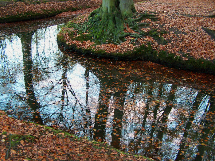 Herbst, sonst Nichts, ja, Bäume