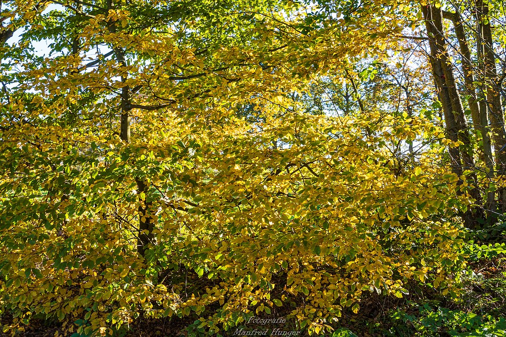 Herbst-Spaziergang / 211024 / 05