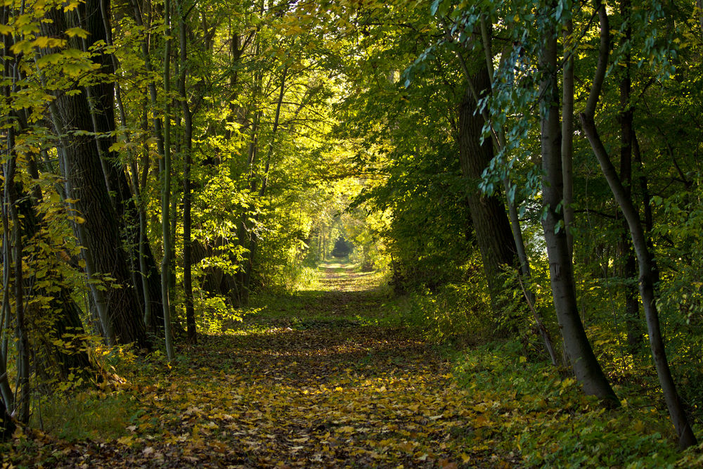 Herbst Spaziergang