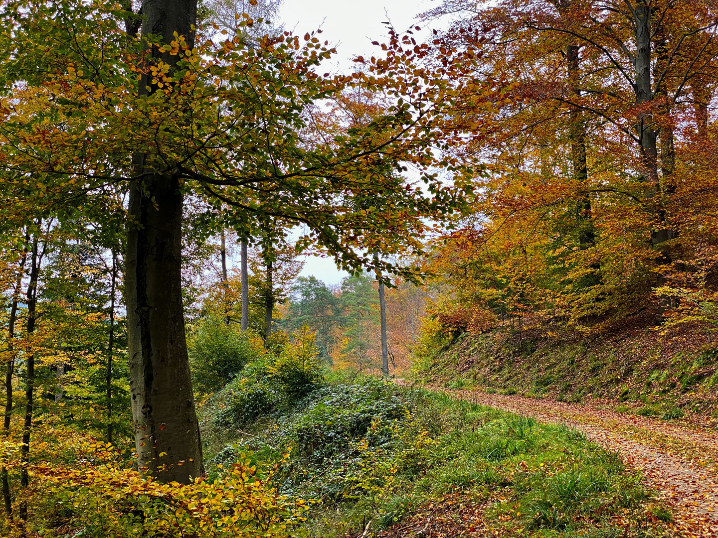 Herbst Spaziergang 