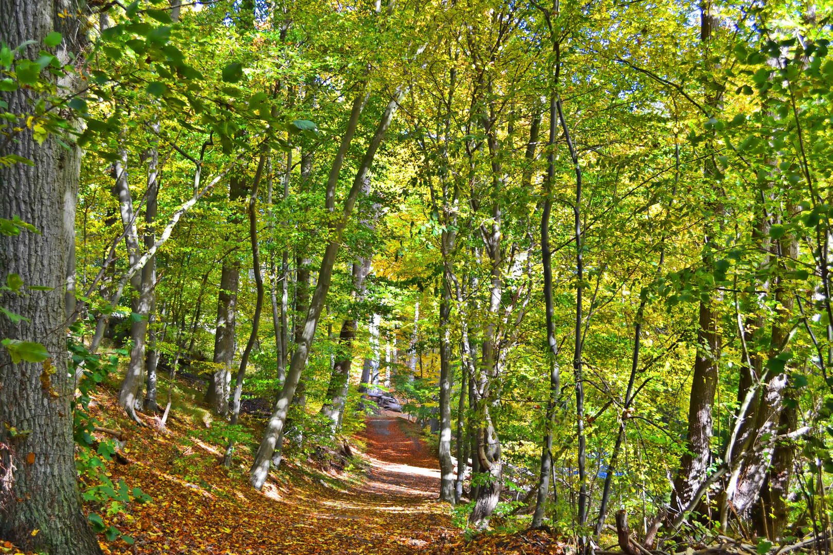 herbst spaziergang