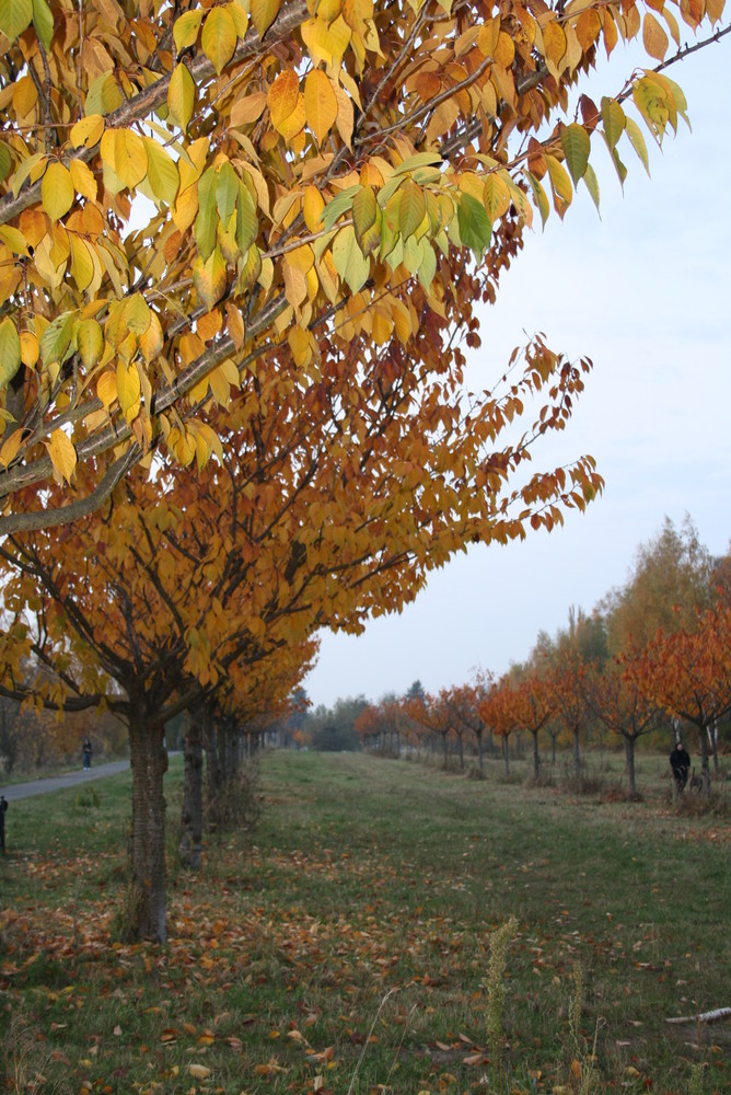 Herbst Spaziergang