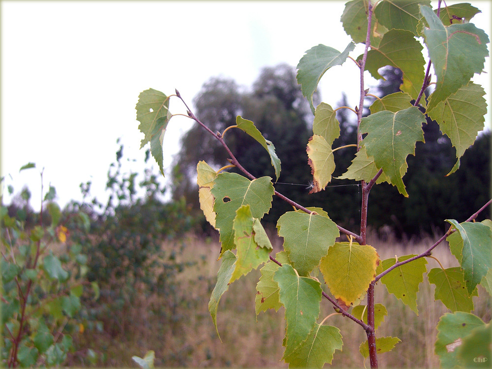 Herbst-Spaziergang