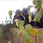 Herbst-Spaziergang