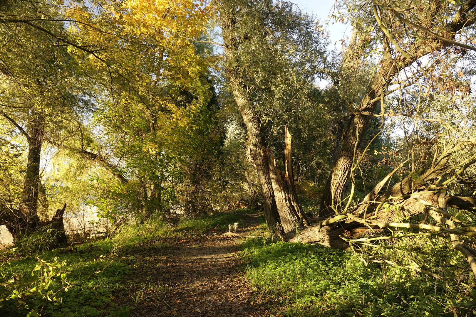 Herbst Spaziergang 