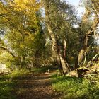 Herbst Spaziergang 