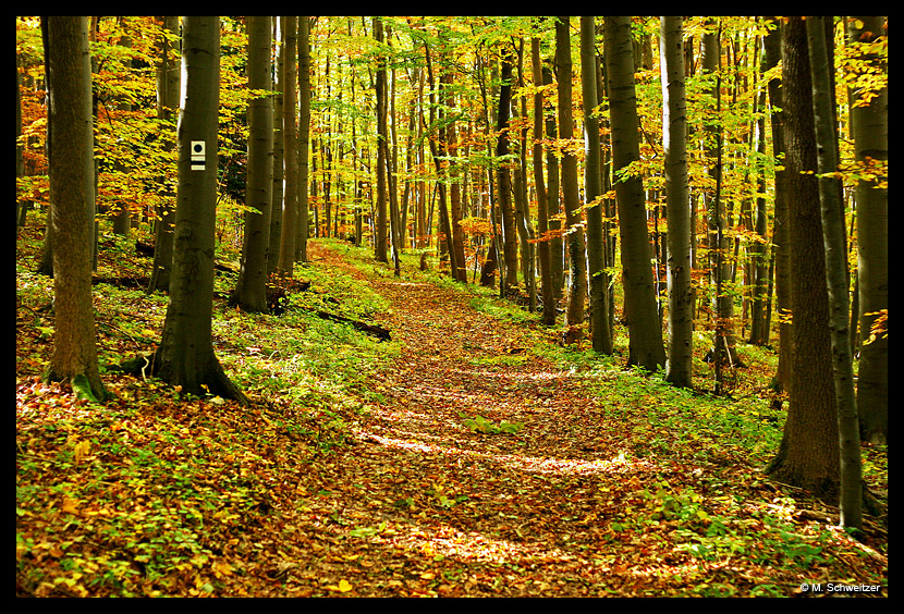 Herbst-Spaziergang