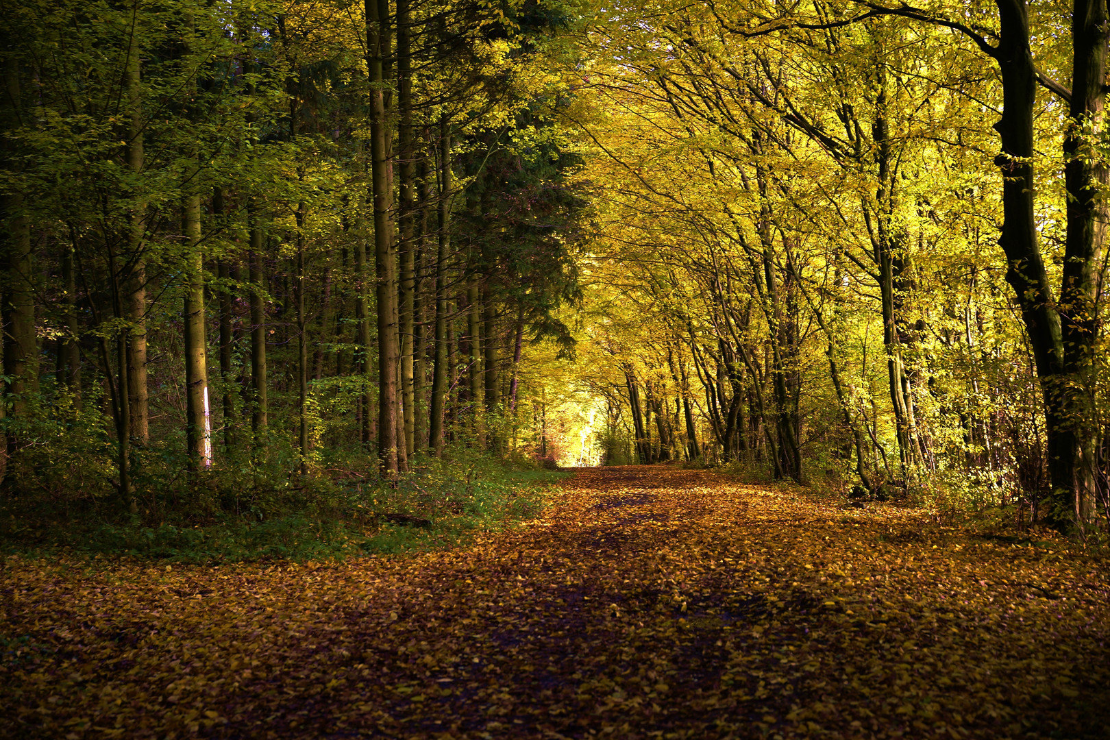 Herbst spaziergang..