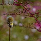 Herbst Spaziergang II