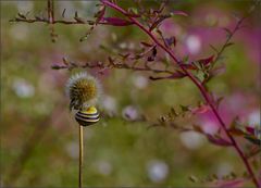 Herbst Spaziergang II