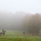 Herbst-Spaziergang im Nebel 2