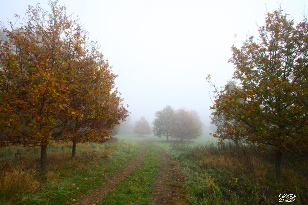 Herbst-Spaziergang im Nebel