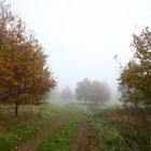 Herbst-Spaziergang im Nebel