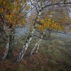 Herbst-Spaziergang im Nebel 9