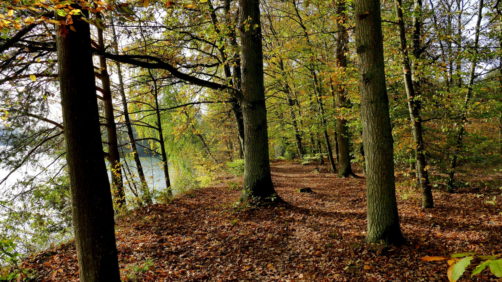 Herbst-Spaziergang Waldsee (1)