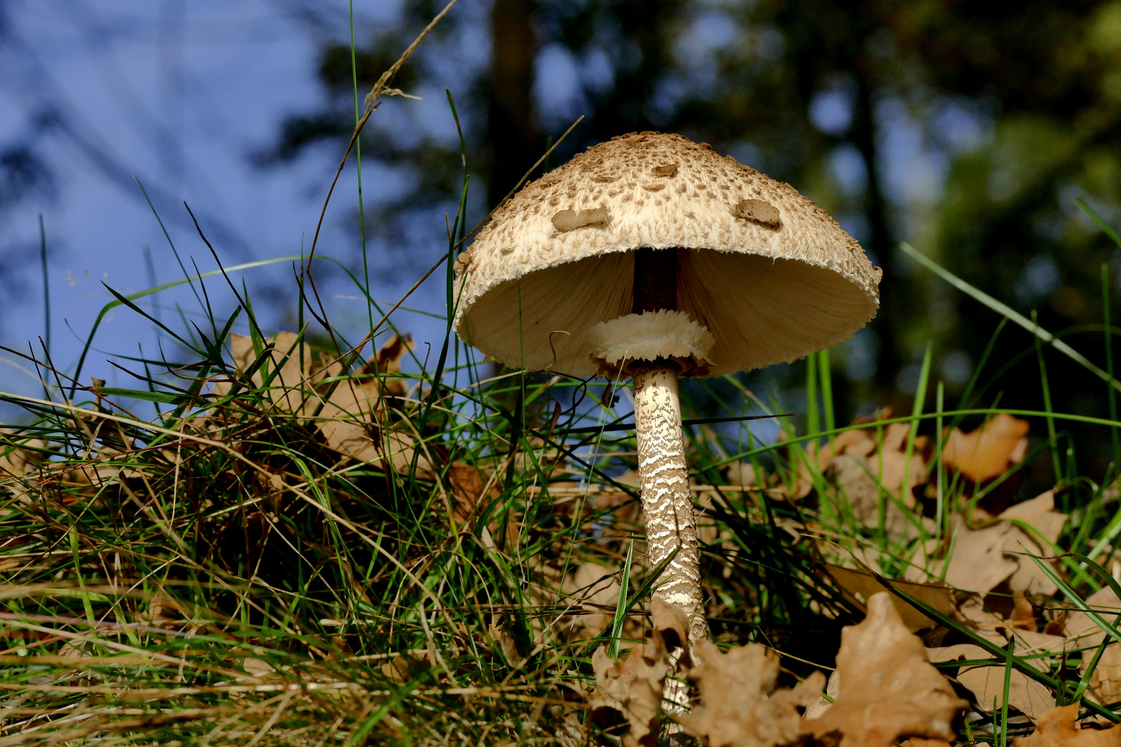 Herbst-Spaziergang Waldsee (2)