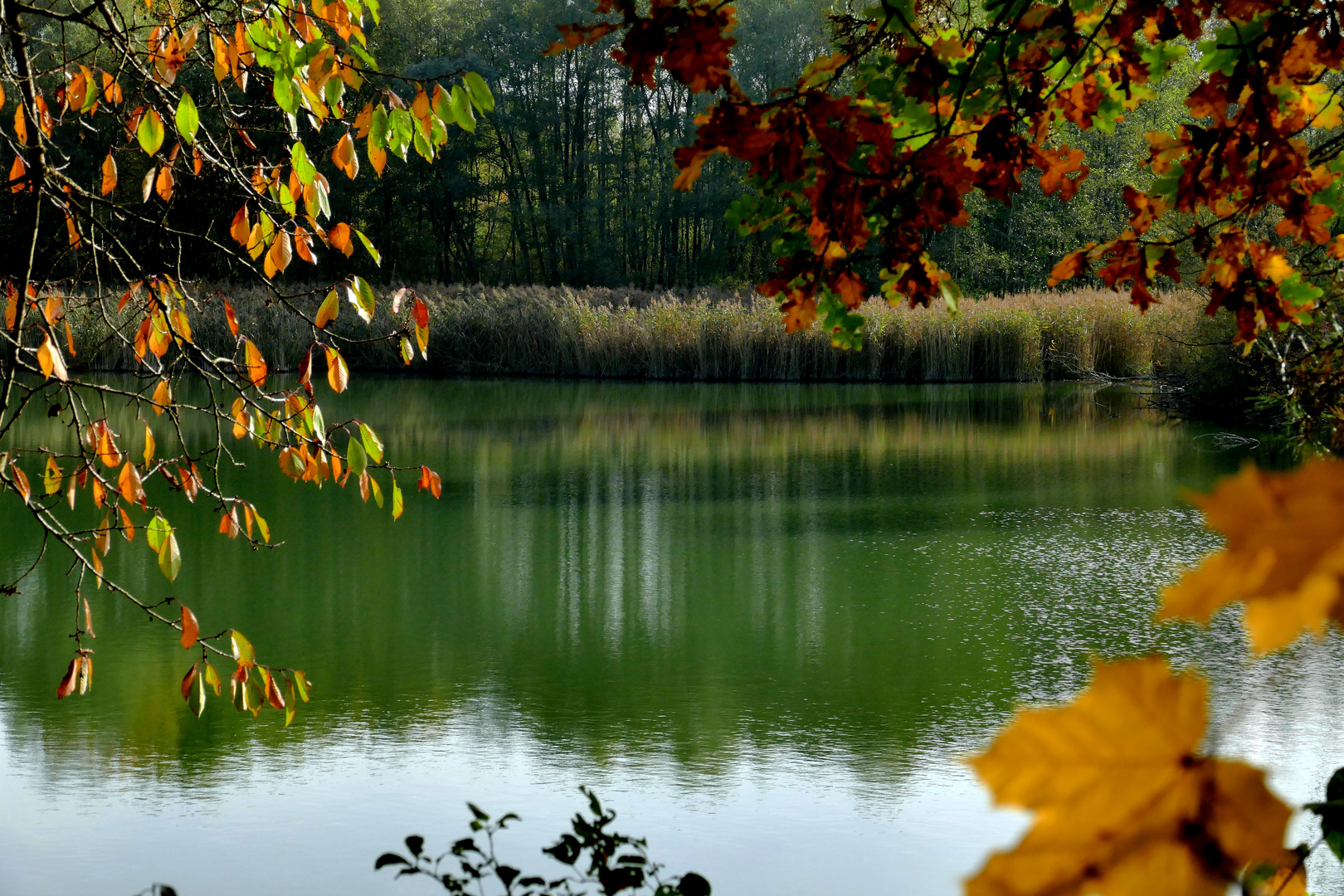 Herbst-Spaziergang Waldsee (3)