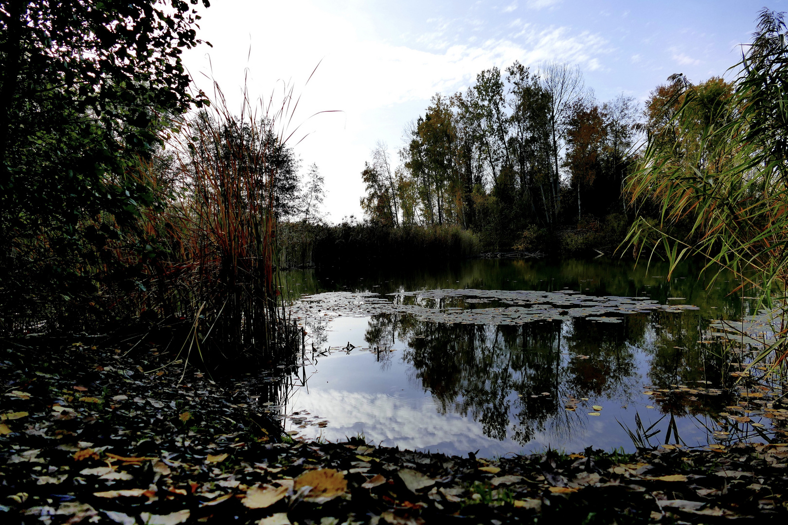 Herbst-Spaziergang Waldsee (4)