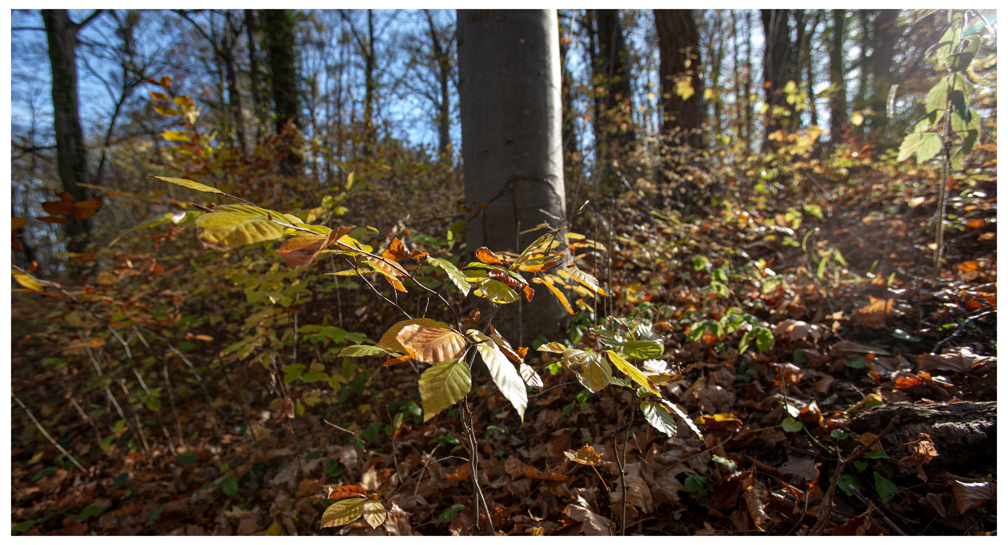 Herbst Spie mit dem Licht