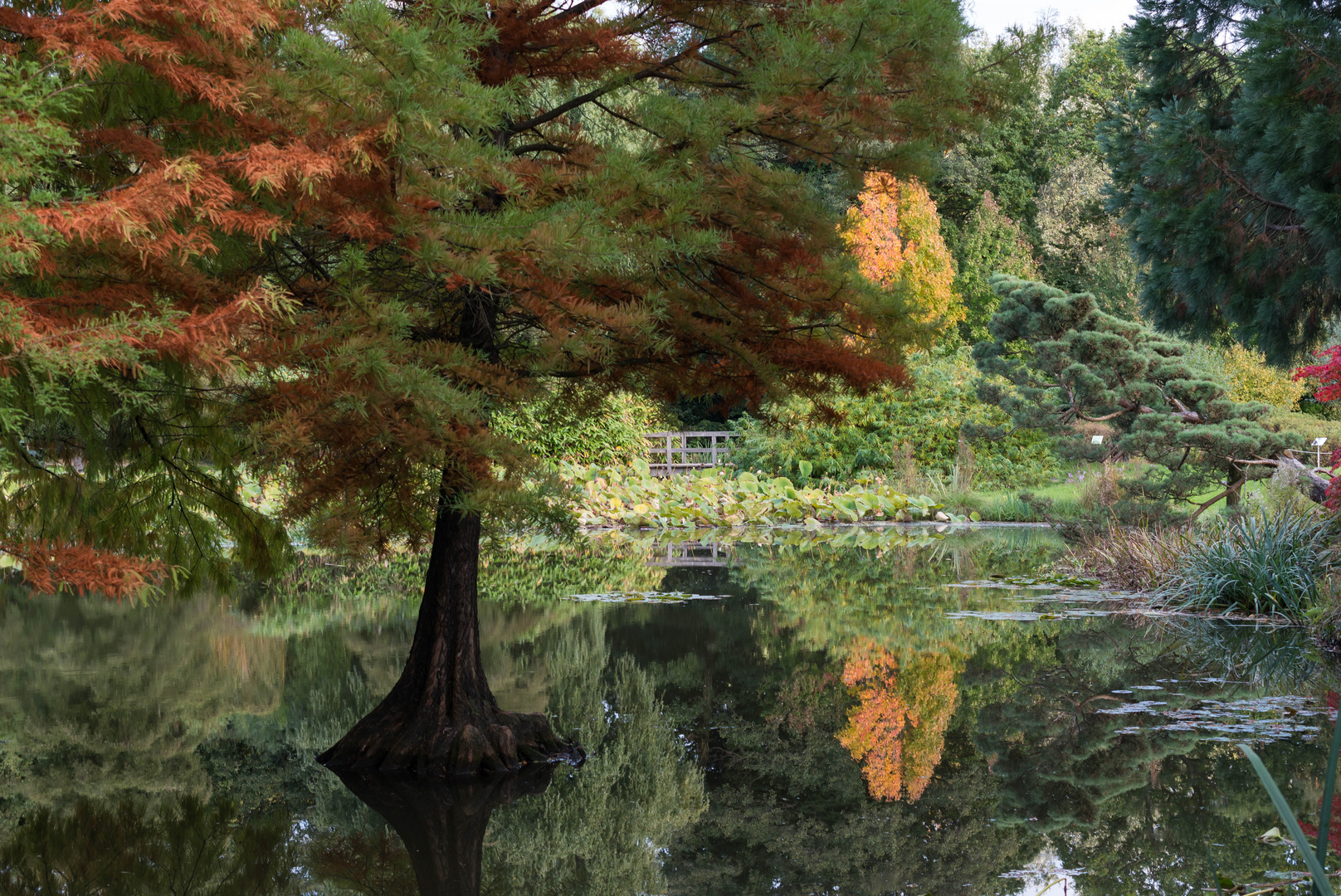 Herbst Spiegelung