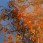 Herbst-Spiegelung