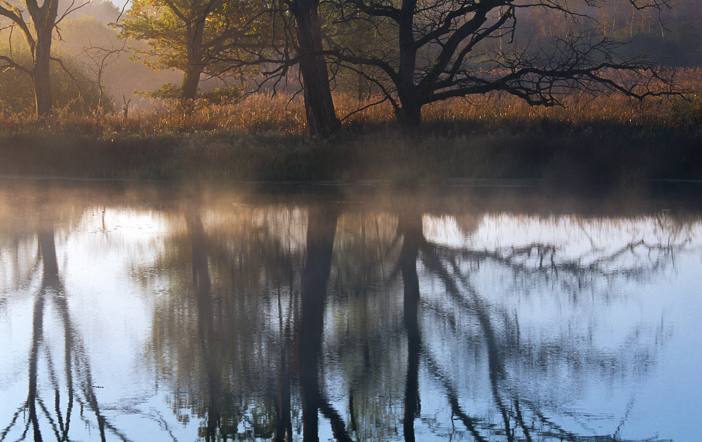 Herbst-Spiegelung