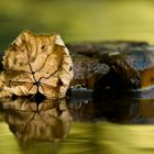 Herbst Spieglung