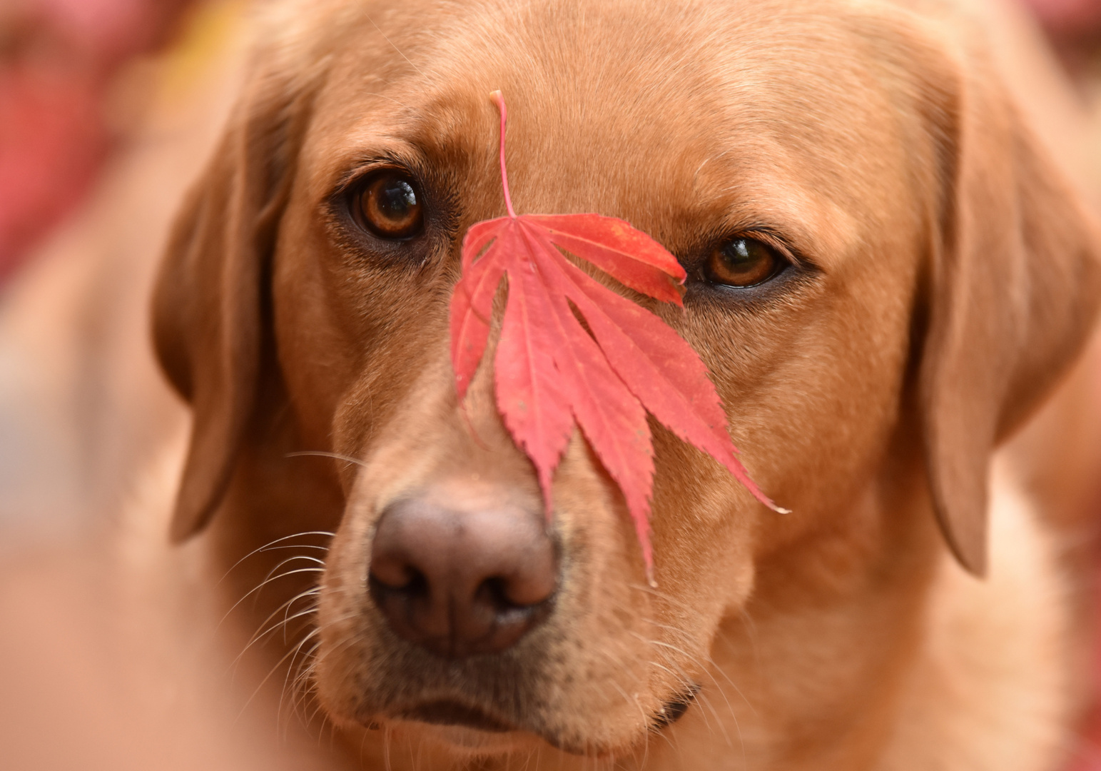 Herbst-Spielerei