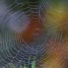 Herbst-Spinnennetz