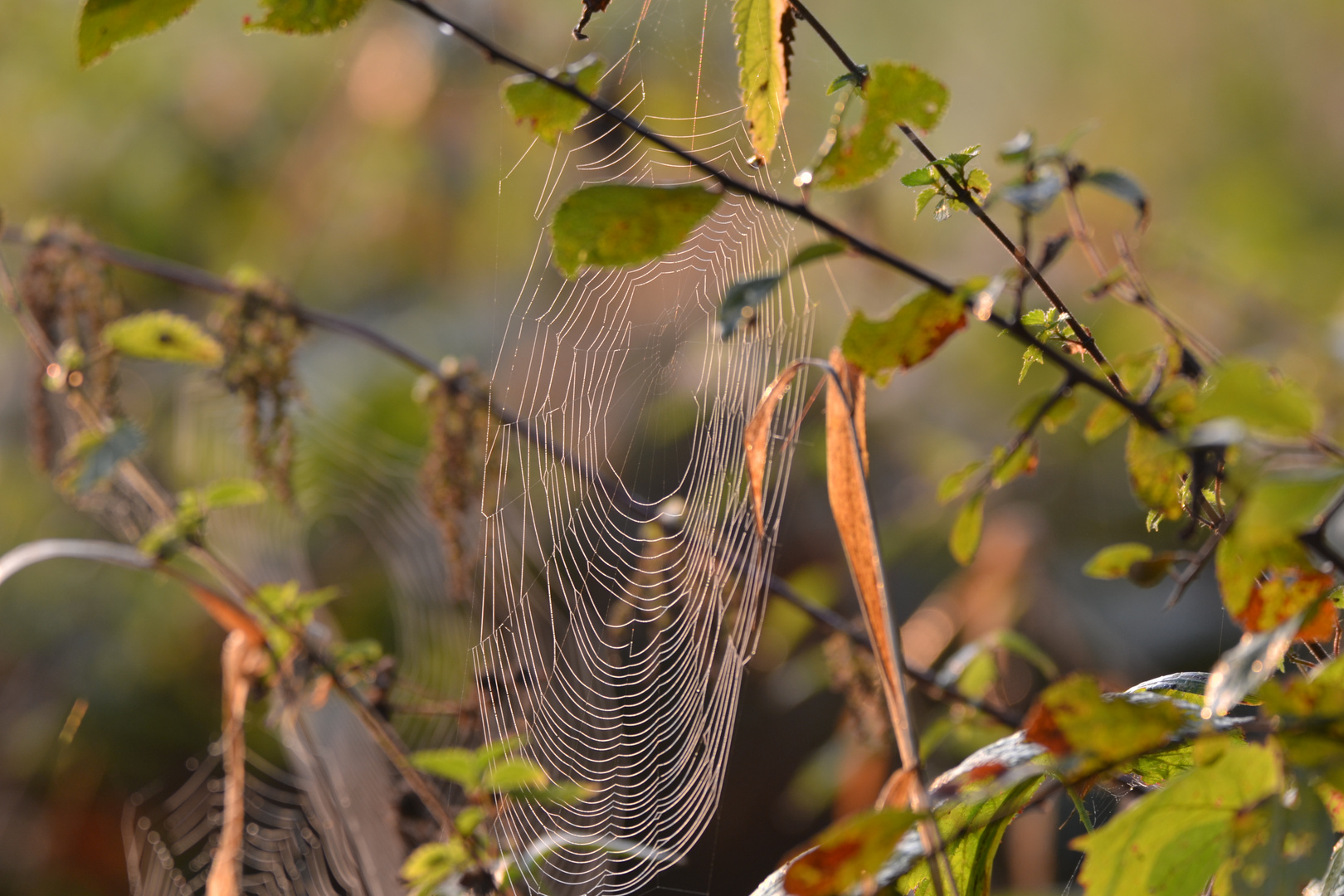 Herbst spinnt