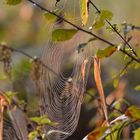 Herbst spinnt