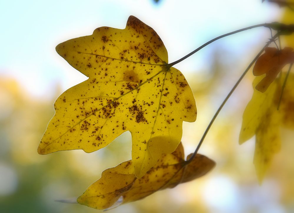 Herbst-Sprossen