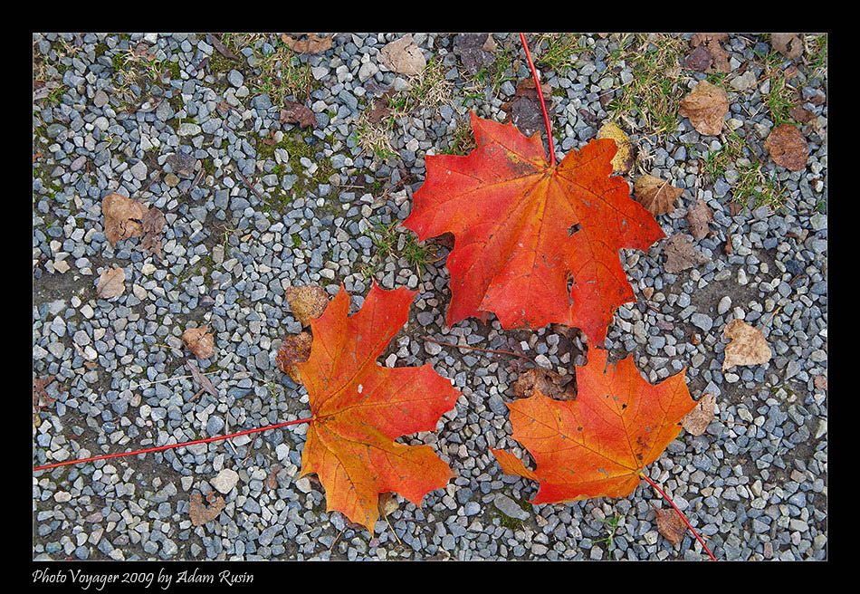 Herbst spuren