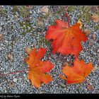 Herbst spuren