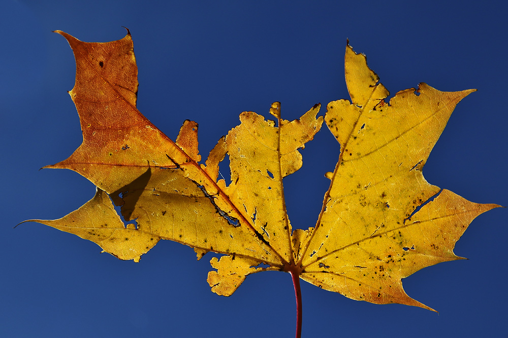 Herbst-Spuren