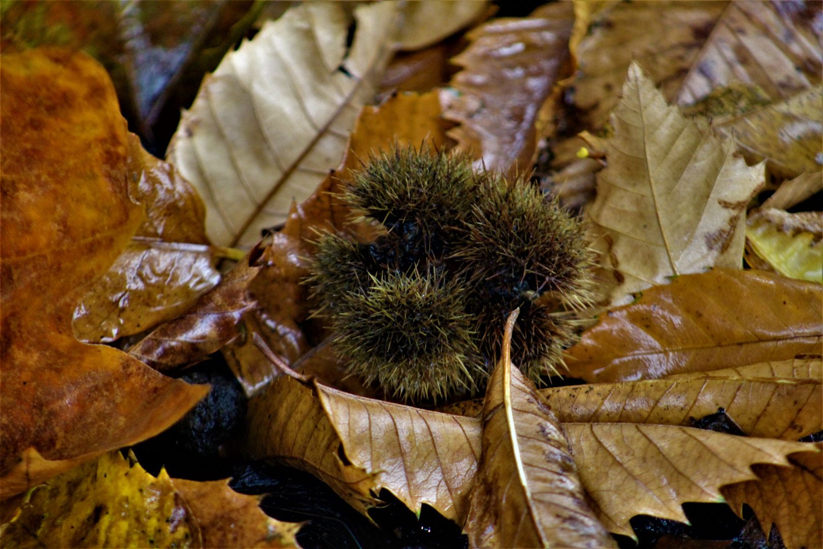 Herbst Spuren