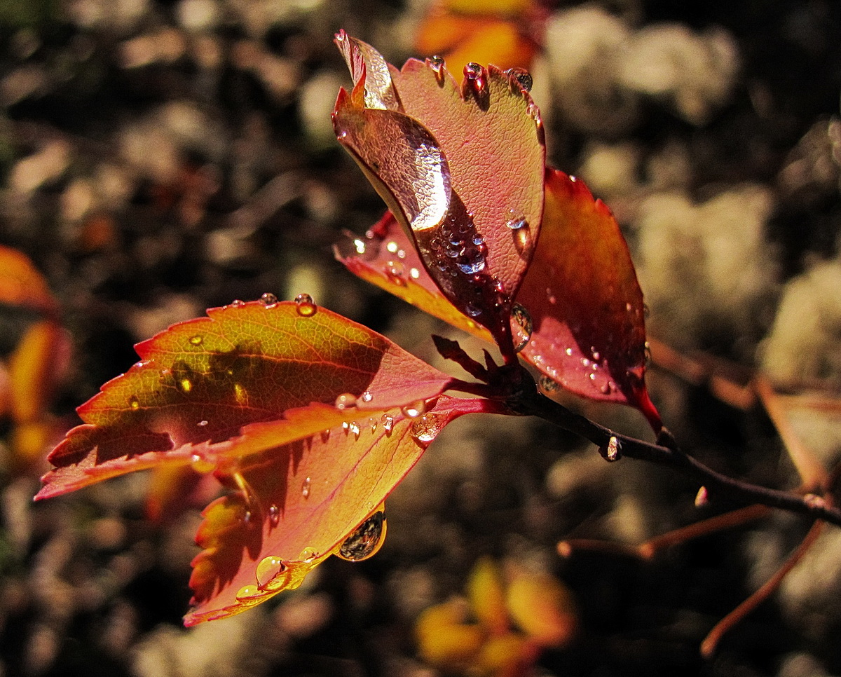 Herbst statt Winter