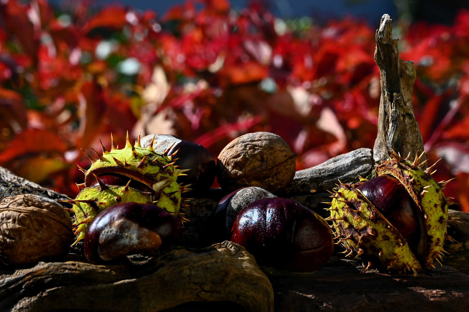 Herbst- Stillleben...