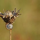 Herbst-Stillleben