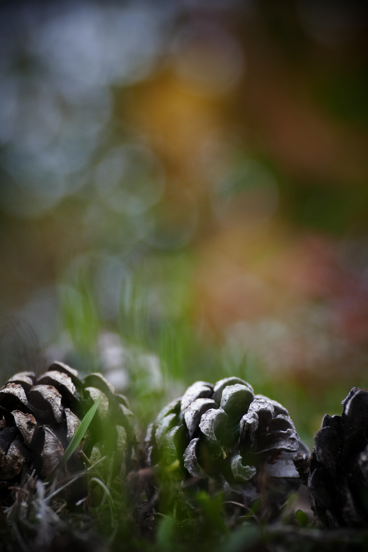 Herbst-Stillleben: Kiefernzapfen vor buntem Herbstlaub...