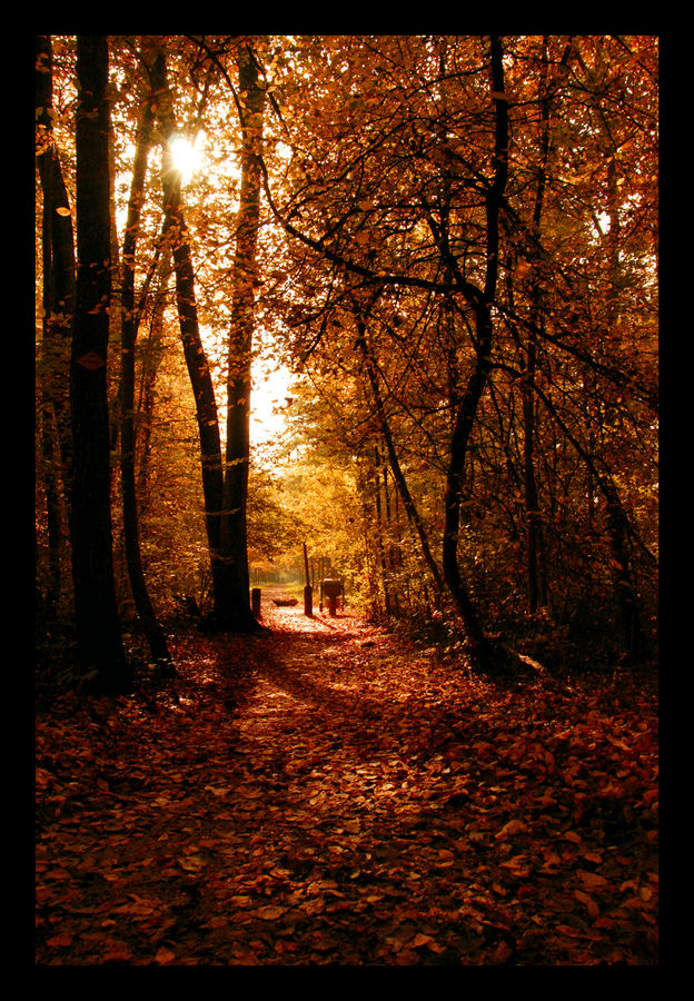 Herbst Stimmung by Schafer Nicole 