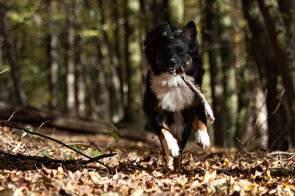 "Herbst Stimmung"